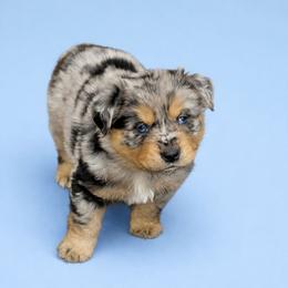 Jake Sully - Blue merle male Miniature Australian Shepherd puppy in Orrtanna, Pennsylvania from Mountain Top Shepherd's