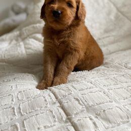 Goldendoodle Puppies from Whidbey Goldendoodles