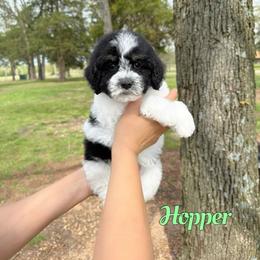 Hopper - Black and white male Bernedoodle puppy in Mount Vernon, Missouri from PoodlelyDoodlely