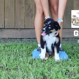 Grady - Black tri male Miniature Australian Shepherd puppy in Madisonville, Texas from Flying LL Aussies