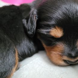 Dachshund Puppies from Ballad of Dachshunds