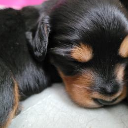 Dachshund Puppies from Ballad of Dachshunds