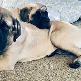 Mastiff Puppies from River Valley English Mastiffs