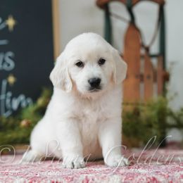 Mr Green - Light golden male Golden Retriever puppy in Bedford, Indiana from Indiana Goldens