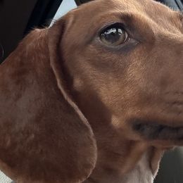 Cavalier King Charles Spaniels and Dachshunds from Magnolia Hill Cavaliers and Doxies