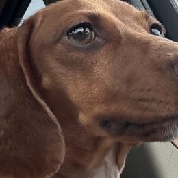 Cavalier King Charles Spaniels and Dachshunds from Magnolia Hill Cavaliers and Doxies