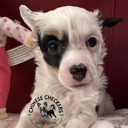 Dolly - Black and white female Chinese Crested puppy in Port Charlotte, Florida from Chinese Checkers Chinese Cresteds