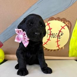 Finch - Black female Labradoodle puppy in Adams, Nebraska from Boxcar Doodles and Poodles