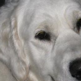 Haole - Golden Retriever