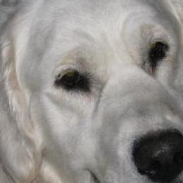 Haole - Golden Retriever