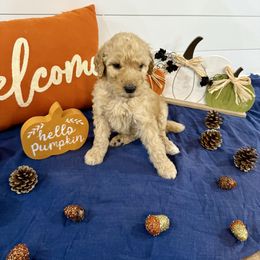 Pumpkin Orange Collar - Cafe au lait female Poodle puppy in Town Creek, Alabama from Charming Country Poodles