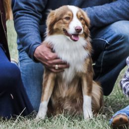 Major - Miniature Australian Shepherd