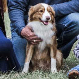 Major - Miniature Australian Shepherd