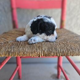 Lily - Black and white female Cavapoo puppy in Tucson, Arizona from Ever After Doodles Arizona