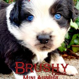BRUSHY CREEKS QUEST - Black tri-color female Australian Shepherd puppy in Red Oak, Texas from Brushy Creek Aussies & Mini Aussies