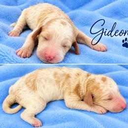Gideon - Parti male Poodle puppy in Cleburne, Texas from Lone Star Standard Poodles LLC