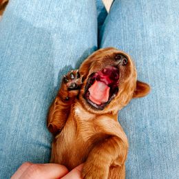 Goldendoodle and Poodle Puppies from Oodles of Doodles Ut
