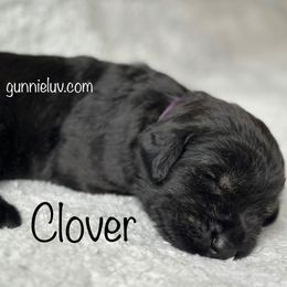 Clover - Black female Schnoodle puppy in Saint Augustine, Florida from Gunnie Luv, LLC