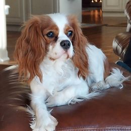 Cavapoos from Adorable Mini Doodles LLC