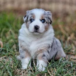 Sedona - Blue merle female Australian Shepherd puppy in Olivehurst, California from Double M Aussies