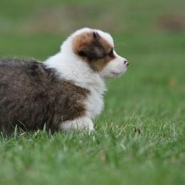 Pembroke Welsh Corgi Puppies from Willow Creek Corgis