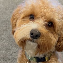 McLaren - Cavapoo
