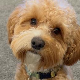 McLaren - Cavapoo