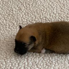 Icelandic Sheepdog Puppies from Paula Sanderson's Icelandic Sheepdogs