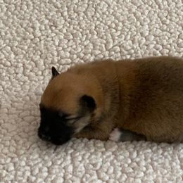Icelandic Sheepdog Puppies from Paula Sanderson's Icelandic Sheepdogs