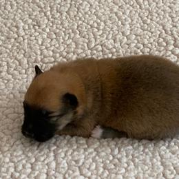 Icelandic Sheepdog Puppies from Paula Sanderson's Icelandic Sheepdogs
