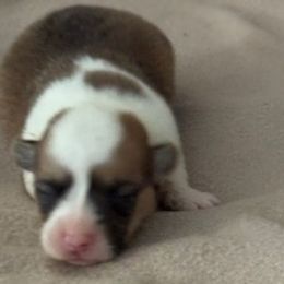 Boy 5 - Fawn male Pembroke Welsh Corgi puppy in Huntington Beach, California from Gingerbread