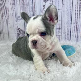 Tahiti - Tricolors female French Bulldog puppy in Hillsboro, Ohio from Pennington Family Frenchies