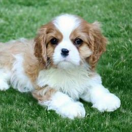 Cavalier King Charles Spaniel Puppies from Capall Cavaliers