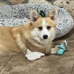 Luke - Pembroke Welsh Corgi