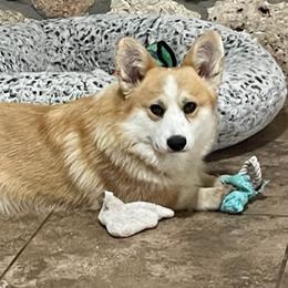 Luke - Pembroke Welsh Corgi