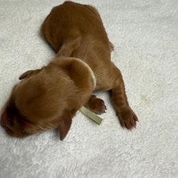 Clemintine (light green female) - Dark golden female Golden Retriever puppy in Stigler, Oklahoma from Red MAX Golden Retrievers