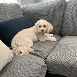 Goldie - Havanese