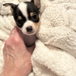 Sammy - Black and white male Chihuahua puppy in Scranton, Pennsylvania from Grammy Farm