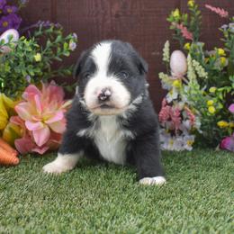 Happy - Black & white male Australian Shepherd puppy in Fallon, Nevada from Double H Australian Shepherds