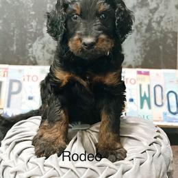 Rodeo - Phantom male Goldendoodle puppy in Pasco, Washington from Camp Doodle Woods
