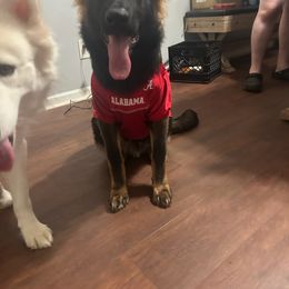 German Shepherd and Golden Retriever Puppies from Lace's High Flying German Shepherds And Golden Retrievers