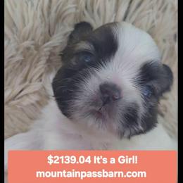 AKC tiny Jill - Gold and white female Shih Tzu puppy in Troutville, Virginia from Mountain Pass Barn
