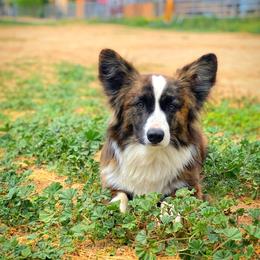 American Corgis and Pembroke Welsh Corgis from Desert Sunset Corgis