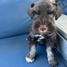 Arlo - Liver male Miniature Schnauzer puppy in Canyon Lake, Texas from Chambers Schnauzers