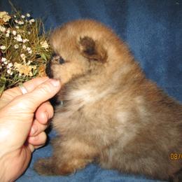Pomeranian Puppies from Storm Pomeranians