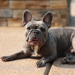 Winnie - French Bulldog
