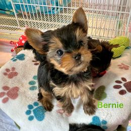 Yorkshire Terrier Puppies from Yorkie Paw