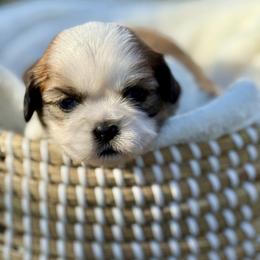 Miss Burgundy - Brindle and white female Shih Tzu puppy in Waco, Texas from Shih Tzus To Love