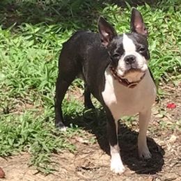 Boston Terriers from Ethereal Kennel