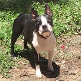 Boston Terriers from Ethereal Kennel